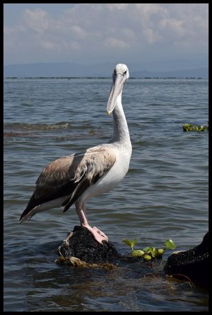 Pelican