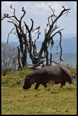 Hippo