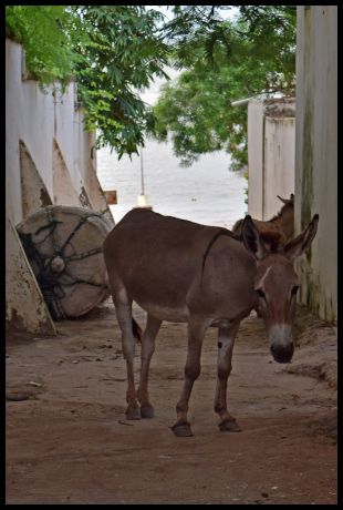 Donkey in Shela