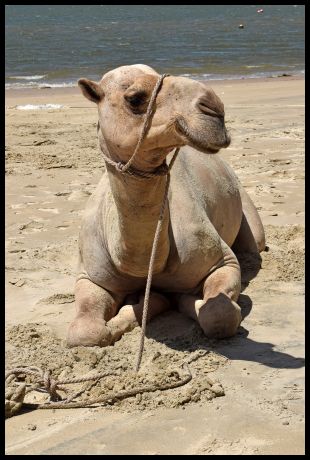 Camel on the Beach in Shela