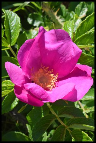 Wild Rose