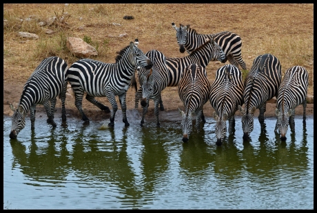 Thirsty Zebras in Taica Hills