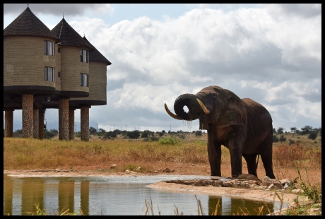 Lone Elephant in Taica Hills