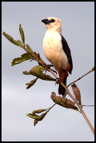 Thrush in Taica Hills