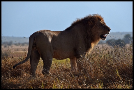 Lion in Taica Hills